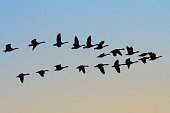 Canada Geese flying in formation.