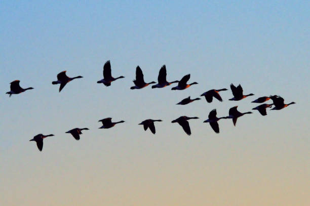 canada geese flying in formation. - bird leadership flying goose imagens e fotografias de stock