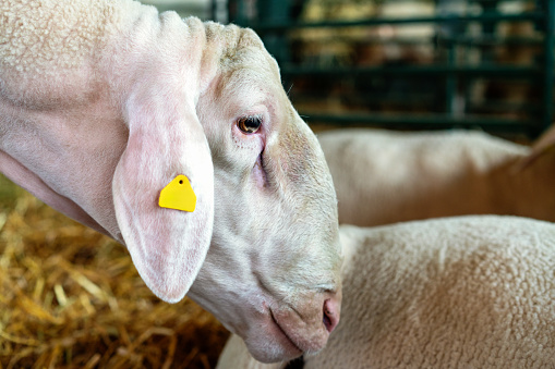 Side view photo of white sheep with a chip on its ear, digital database of animals at livestock farm.