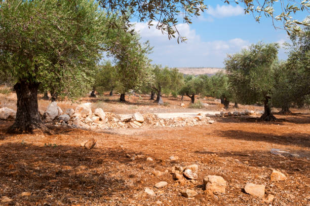 Olive grove in West Bank, Palestine Olive grove outside the Palestinian village of Zababdeh in the West Bank. A dirt road passes through the center of the picture. west bank stock pictures, royalty-free photos & images