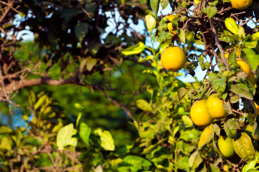 A bunch of ripe and unripe lemons growing on a tree in Cyprus, with a shallow depth of field