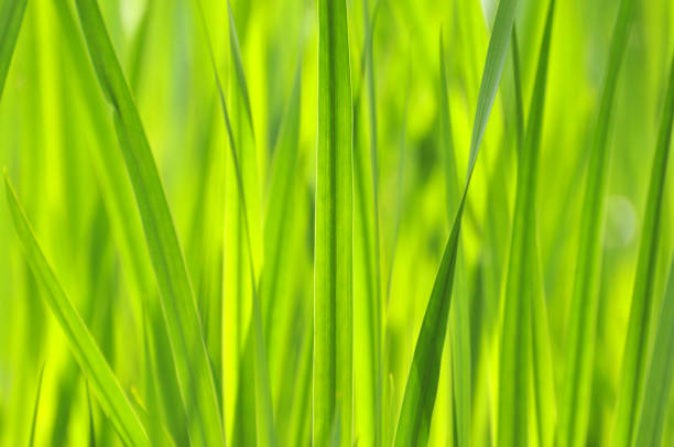 istock Beauty in nature 167156797
