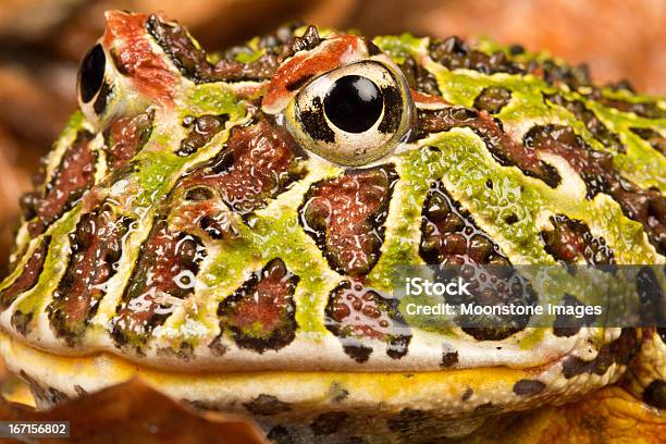 Schmuckhornfrosch Stockfoto und mehr Bilder von Amphibie - Amphibie, Brasilien, Einzelnes Tier