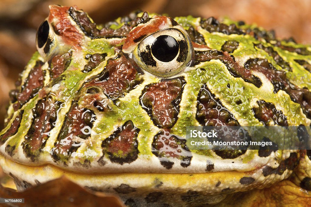 뿔개구리 - 로열티 프리 가까운 스톡 사진