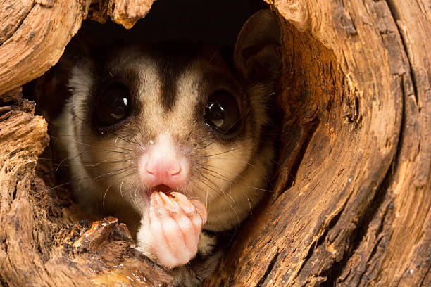 petauro del azúcar - opossum australia marsupial tree fotografías e imágenes de stock