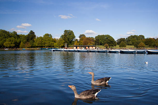 Greylag Geese in Hyde Park, London A pair of greylag geese on the Serpentine in the centre of London's Hyde Park greylag goose stock pictures, royalty-free photos & images
