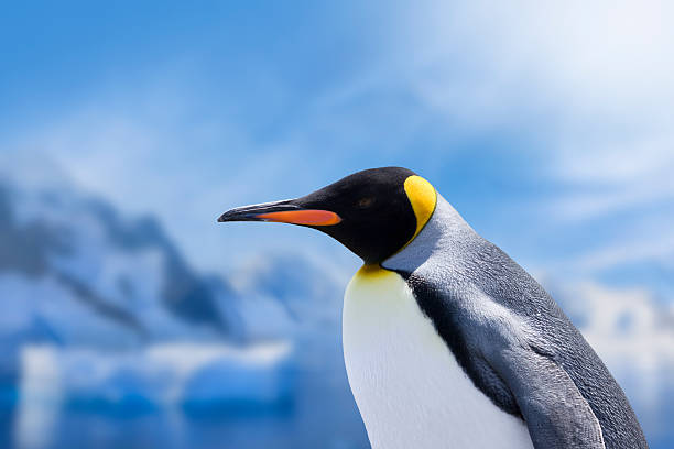 antártica pinguim-rei cabeça - pinguim de schlegel - fotografias e filmes do acervo