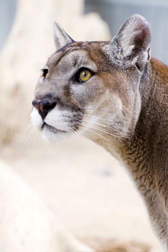 Portrait of mountain lion, Puma concolor. Also known as a puma or cougar.