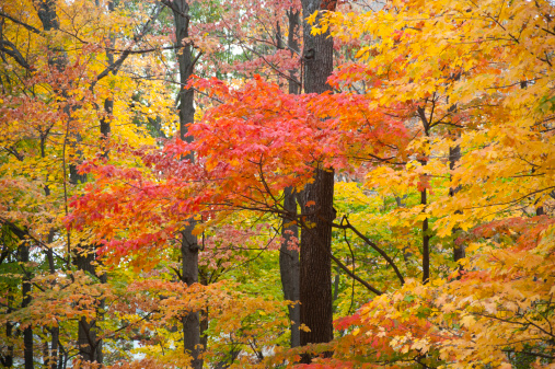 Autumn is showcased in all its splendor on the campus if Indiana University.  At the center of campus lies Dunn's Woods, with huge deciduous trees enveloping student pathways.