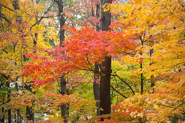 Autumn Colors at Indiana University stock photo