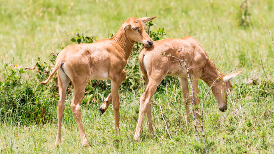 Baby Topies Antelope.  Photo was taken on safari in Masai Mara National Reserve in Kenya, East Africa