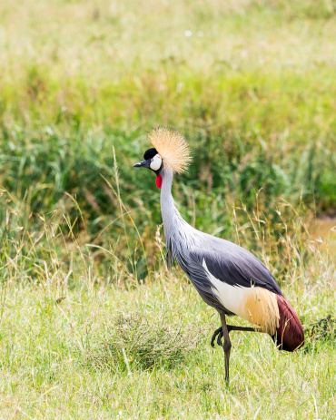 A Grey Crowned Crane, Balearica regulorum gibbericeps formerly called Crested Crane or UGANDAN Crane - standing on one leg like Ugandan-Flag