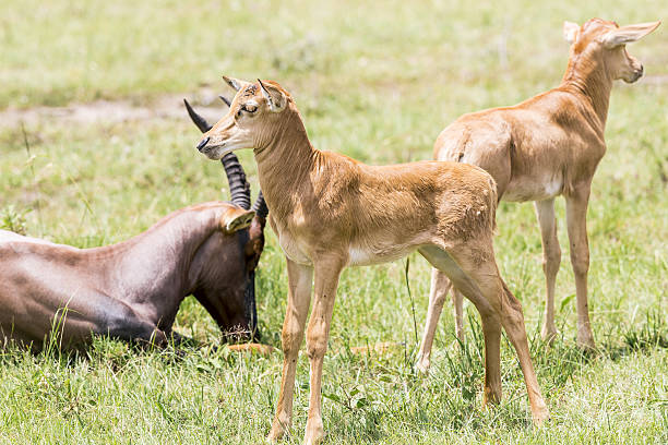 madre y bebé topies antílope - masai mara national reserve masai mara topi antelope fotografías e imágenes de stock