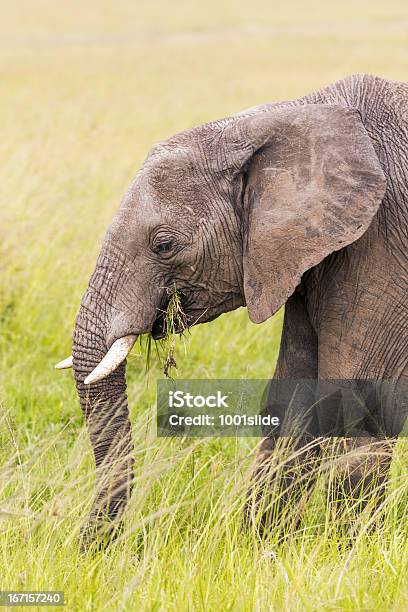 Foto de Elefante Africanocomer e mais fotos de stock de Animal - Animal, Quênia, Safári