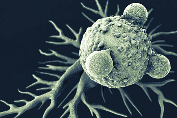 T Lymphocytes and Cancer Cell T lymphocytes attached to a cancer cell artwork. sem stock pictures, royalty-free photos & images