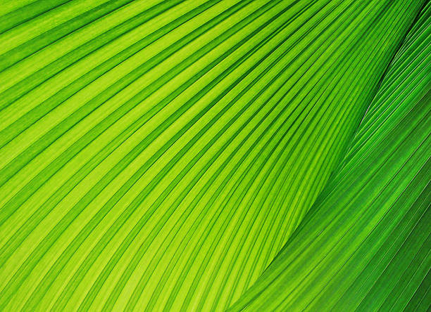 foglia di palma - nature close up full frame macro foto e immagini stock