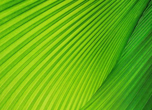 Green light flooded leaf as a background