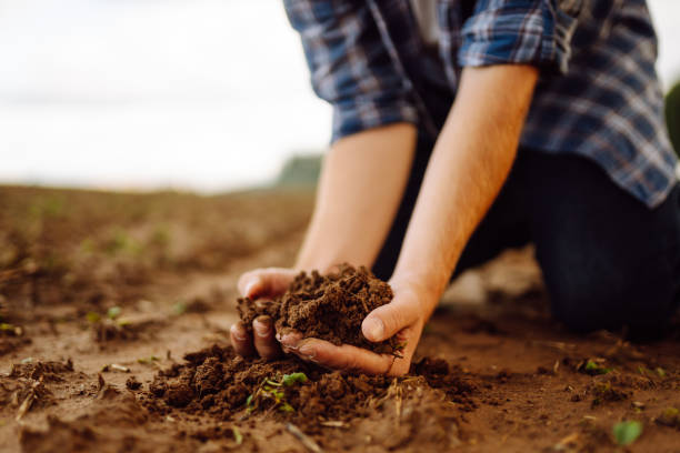 istock Farmer's hands holding soil, checking soil health before sowing. 1671578845