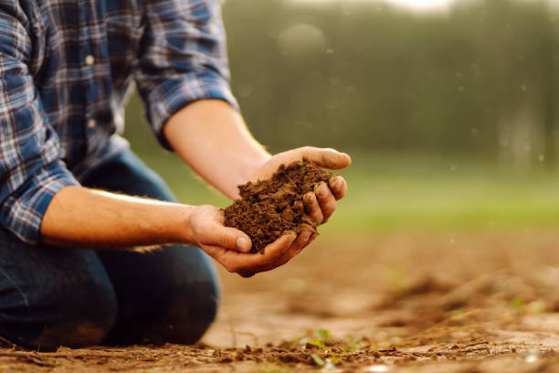 istock Farmer's hands holding soil, checking soil health before sowing. 1671579383