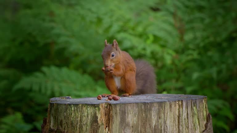 Red squirrel sitting eating a hazelnut