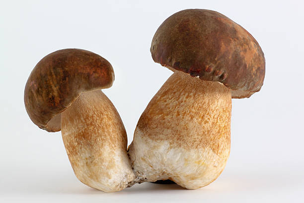 Par de boletus - foto de stock