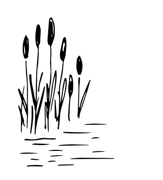 Vector illustration of Simple vector drawing in black outline. Lake shore, reeds, calm water, river, swamp. Nature, landscape, duck hunting, fishing. Ink sketch.