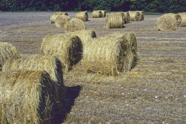 istock large rolls of hay randomly arranged 1671620152
