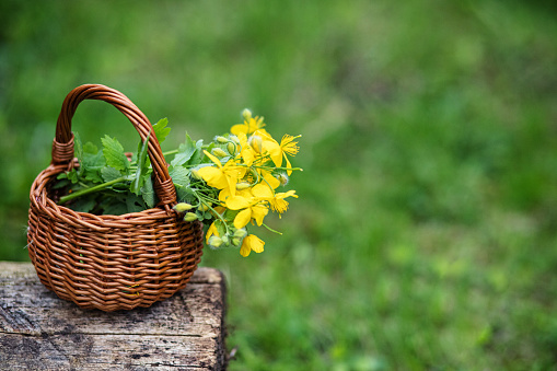 Chelidonium majus, greater celandine, nipplewort, swallowwort or tetterwort yellow flowers in wicker basket from vine. Collection of medicinal plants during flowering in summer and spring. Medicinal herbs.