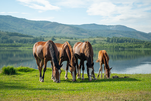 Group of four brown horses eating grass on pasture synchronously. Bashkirian horses on scenery landscape