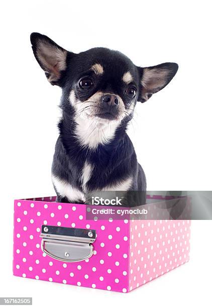 Foto de Chihuahua Em Box e mais fotos de stock de Animal - Animal, Animal de estimação, Caixa - Recipiente
