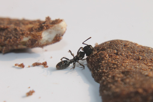 Extreme close-up shot of the ant at the concrete surface