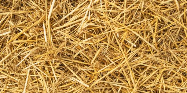 istock Wheat dry straw texture background, beveled wheat, cereal crops, top view 1671626857