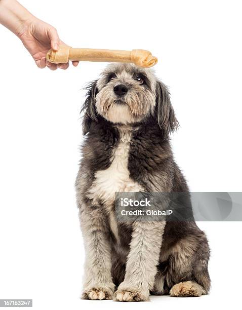 Foto de Crossbreed 4 Anos De Idade Na Frente De Fundo Branco e mais fotos de stock de Mão humana