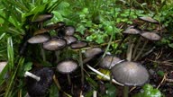 istock group of gray mushrooms after rain in the forest 1671632785