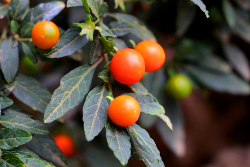 Solanum pseudocapsicum is a nightshade species with mildly poisonous fruit. It is commonly known as the Jerusalem cherry, Madeira winter cherry, or, ambiguously, winter cherry.