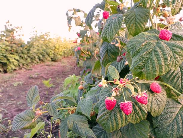 istock Red raspberry on the bush. Delicious raspberries on the field. 1671644490