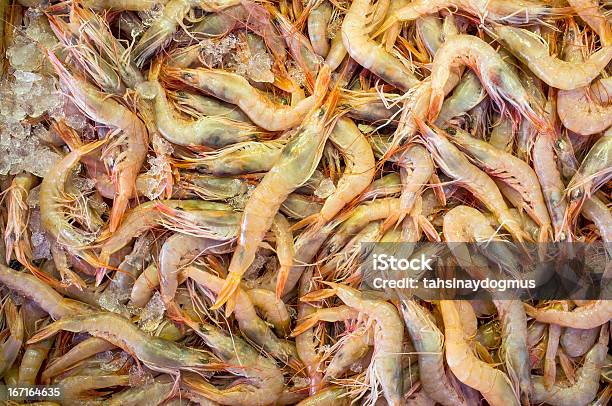 Foto de Camarão e mais fotos de stock de Camarão - Frutos do Mar - Camarão - Frutos do Mar, Cru, Crustáceo