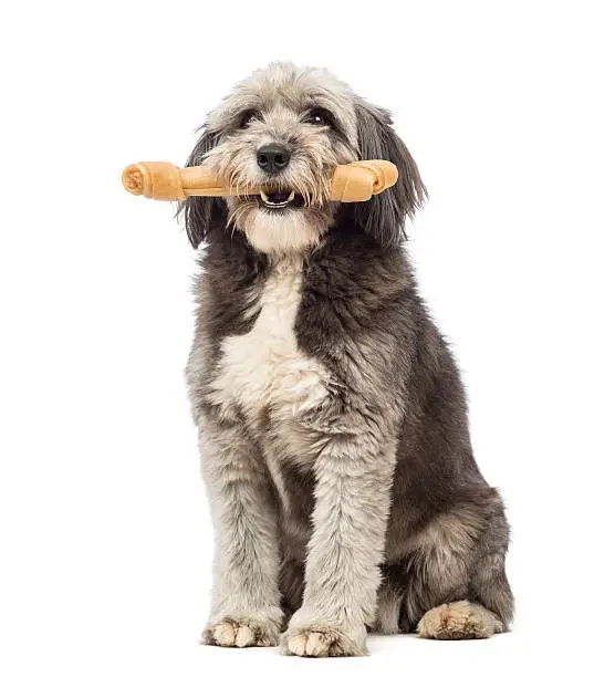 Crossbreed, 4 years old, sitting and holding a bone in its mouth in front of white background