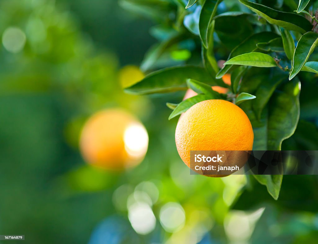 Orange - Lizenzfrei Ast - Pflanzenbestandteil Stock-Foto