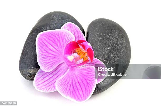 Stone Con Rosa Orchid Avenue Foto de stock y más banco de imágenes de Belleza de la naturaleza - Belleza de la naturaleza, Blanco - Color, Cabeza de flor