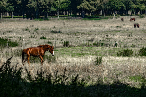 horse free in a paririe, walking quietly or resting