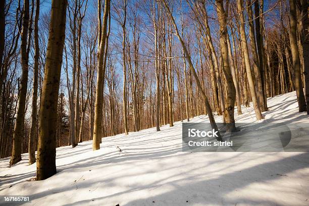 Piękny Słoneczny Zimowy Zdjęcie W Góry - zdjęcia stockowe i więcej obrazów Bez ludzi - Bez ludzi, Biały, Drzewo