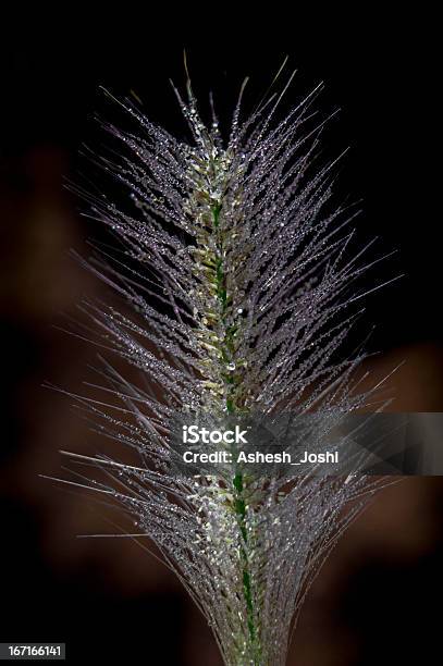 Photo libre de droit de Waterdrops Sur Une Fleur banque d'images et plus d'images libres de droit de Eau - Eau, Flore, Goutte - État liquide