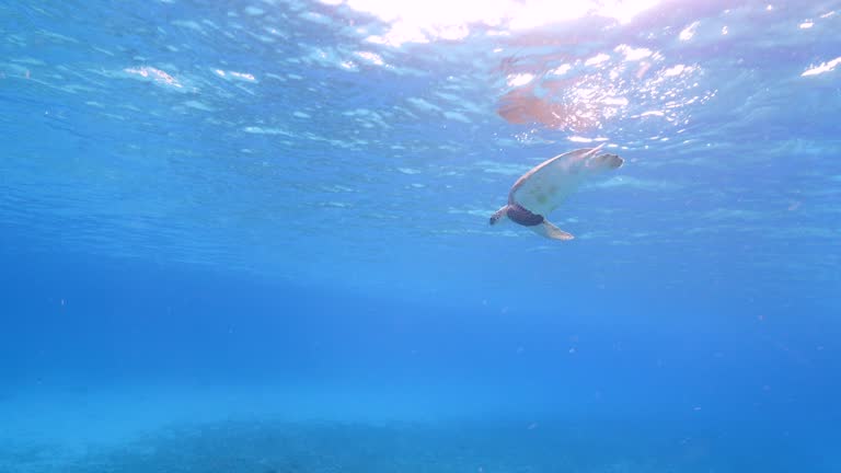 Green Sea Turtle in shallow water of the coral reef in the Caribbean Sea around Curacao