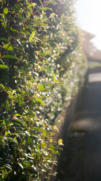 istock Light in leaves of bush hedge 1671674002