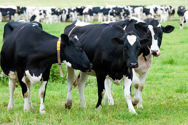 istock herd of cows in the pasture 167167494