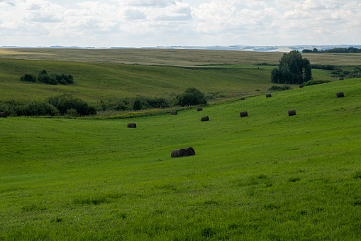 Green grass field on small hills and blue sky with clouds. Agricultural field with sky and clouds. The rural nature of farms. Straw in the meadow. Rural natural landscape. The grain harvest