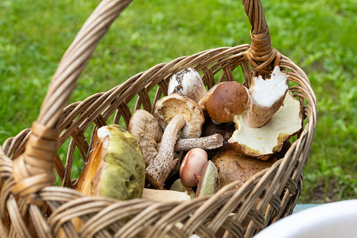 Mushrooms porcini and other in the wicker basket on the green grass. Wicker basket with mushrooms. White Mushrooms porcini in season autumn  time.