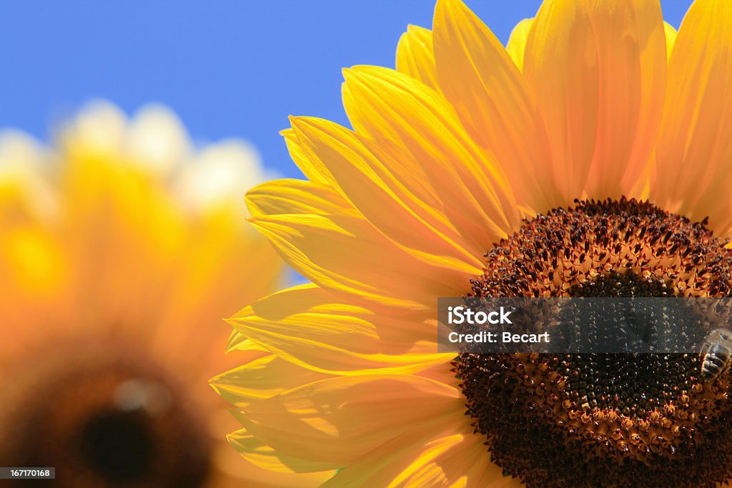 Tournesols - Photo de Bleu libre de droits