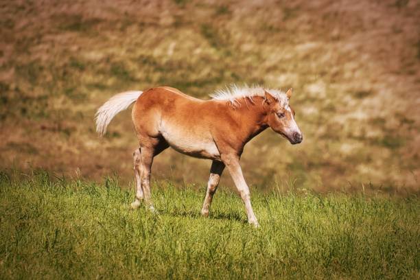 istock with the Haflinger horses in Thuringia 1671709125